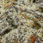 Galactic Runtz AAAA+ Trichomes