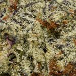 Ice Cream Cake AAAA Trichomes