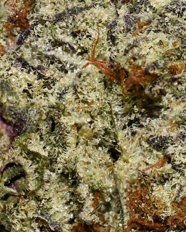 Ice Cream Cake AAAA Trichomes