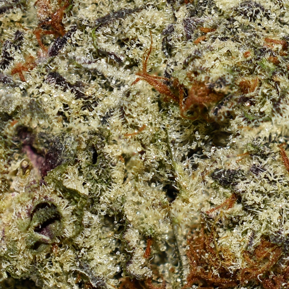 Ice Cream Cake AAAA Trichomes