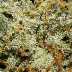 Jack 47 AA Trichomes