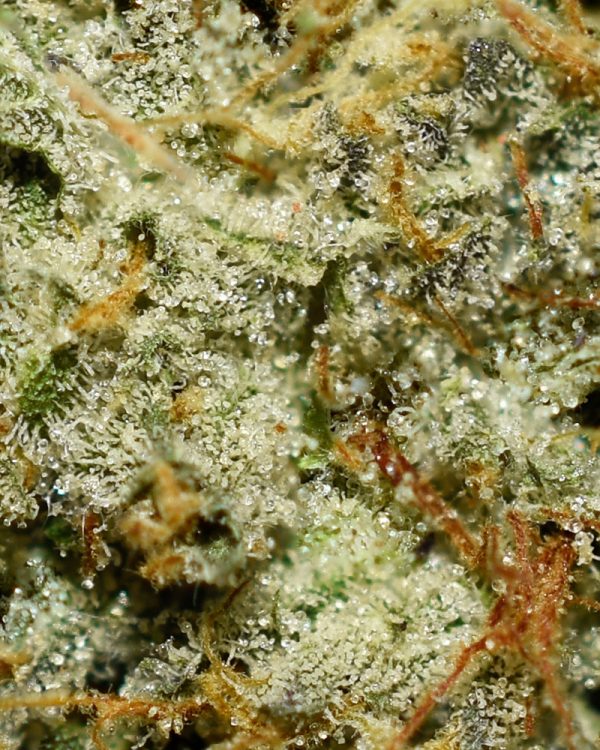 Jack 47 AA Trichomes