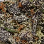 Peyote Cookies AAAA+ Trichomes