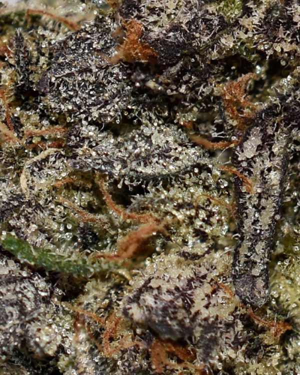 Peyote Cookies AAAA+ Trichomes