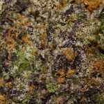 Purple Drank Breath AAAA Trichomes