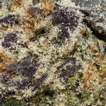 Rainbow Belts AAAA+ Trichomes