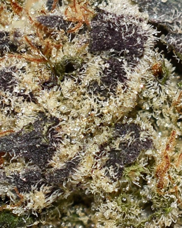 Rainbow Belts AAAA+ Trichomes