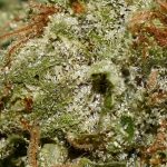 SFV OG AAAA Trichomes