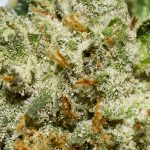 Snoops Dream AA Trichomes