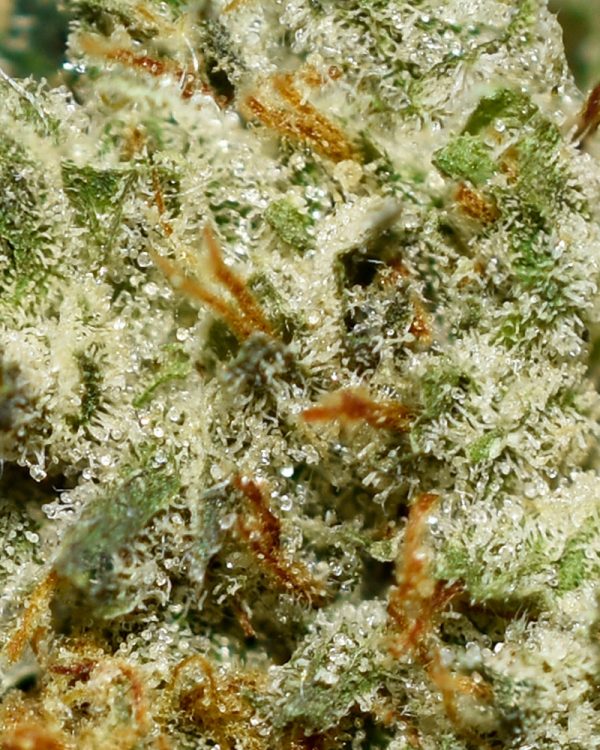 Snoops Dream AA Trichomes