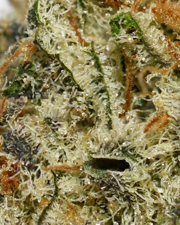 White Widow AA Trichromes