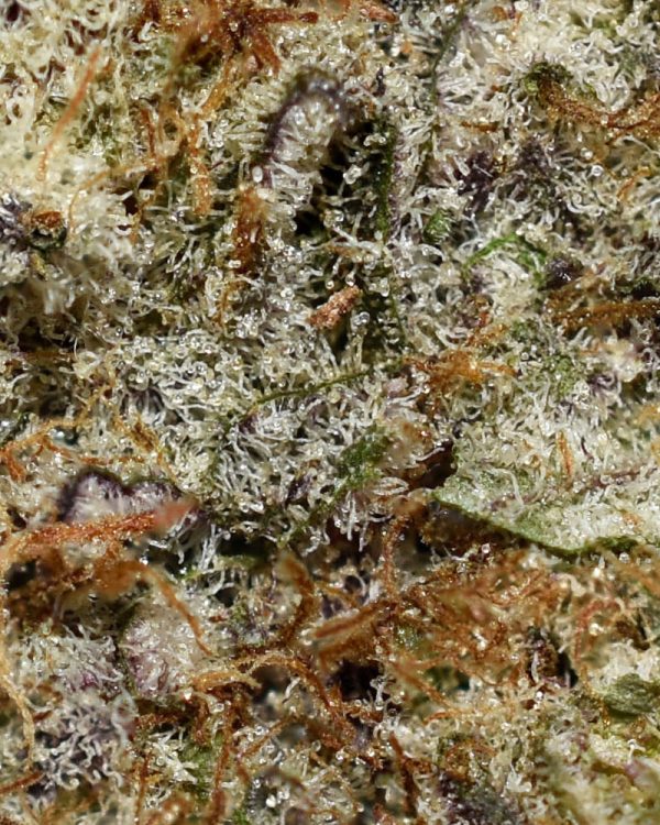 Blueberry AK AAAA+ Trichomes