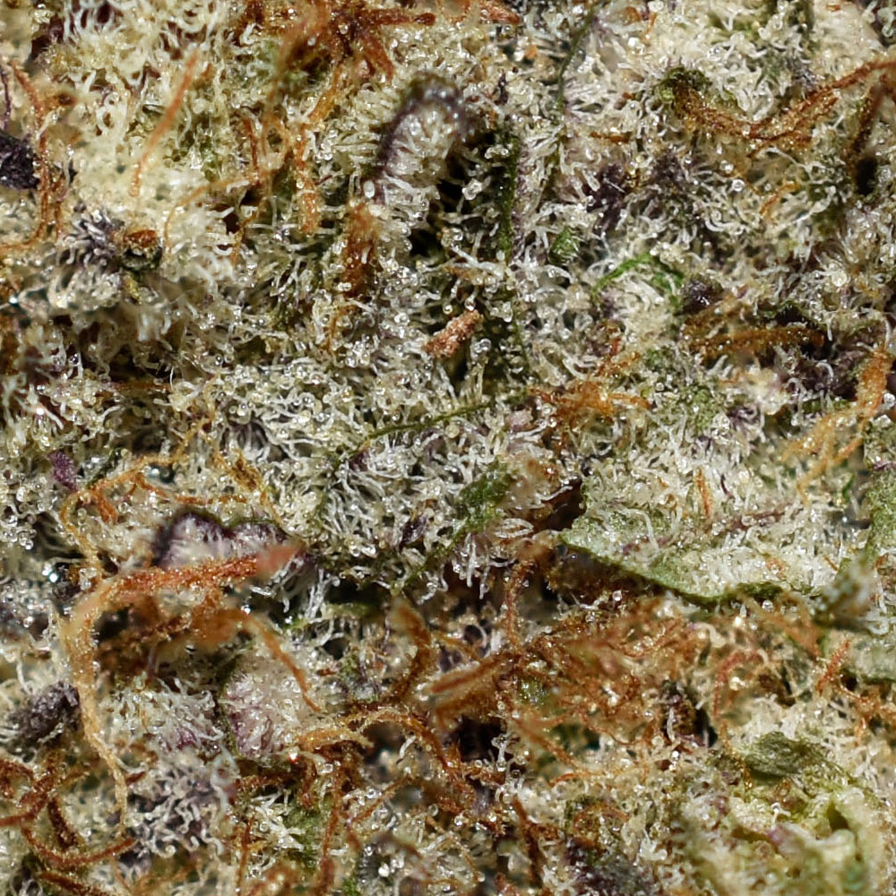 Blueberry AK AAAA+ Trichomes