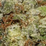 Cannatonic AAA Trichomes