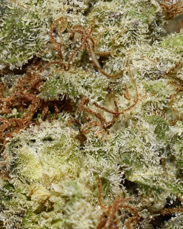 Cannatonic AAA Trichomes