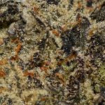 Garlicane AAAA Trichomes