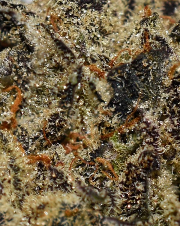 Garlicane AAAA Trichomes