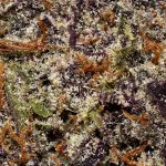 Platinum Blackberry AAAA Trichomes