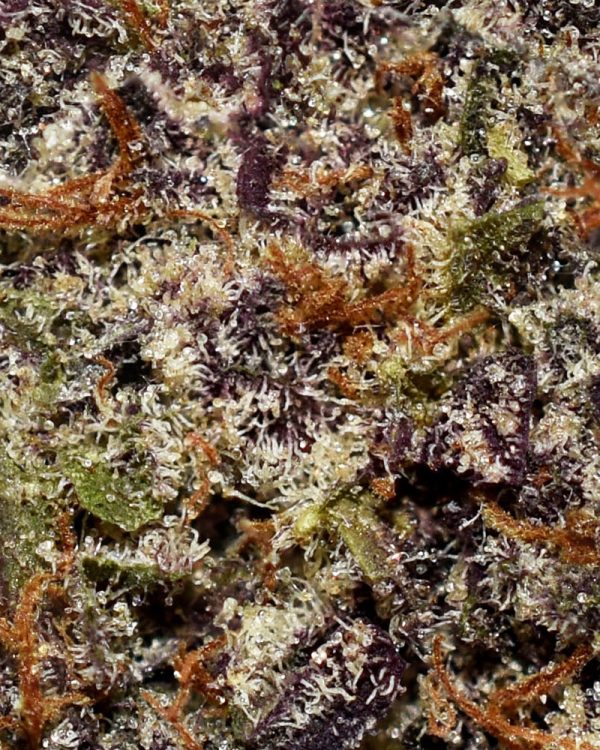 Platinum Blackberry AAAA Trichomes