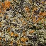 Raspberry Skywalker AAAA+ Trichomes