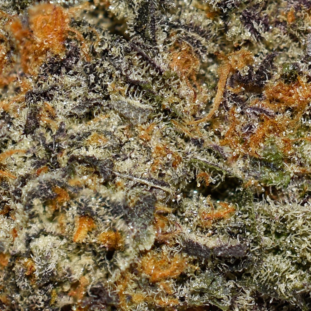 Raspberry Skywalker AAAA+ Trichomes