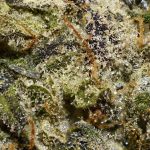 Red Velvet Runtz AAAA Trichomes