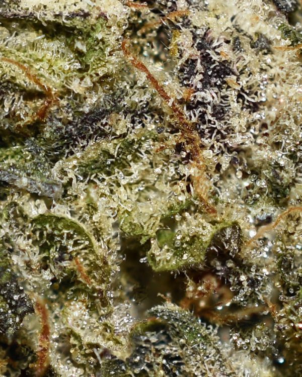 Red Velvet Runtz AAAA Trichomes