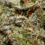 Afghani Kush AA Trichomes