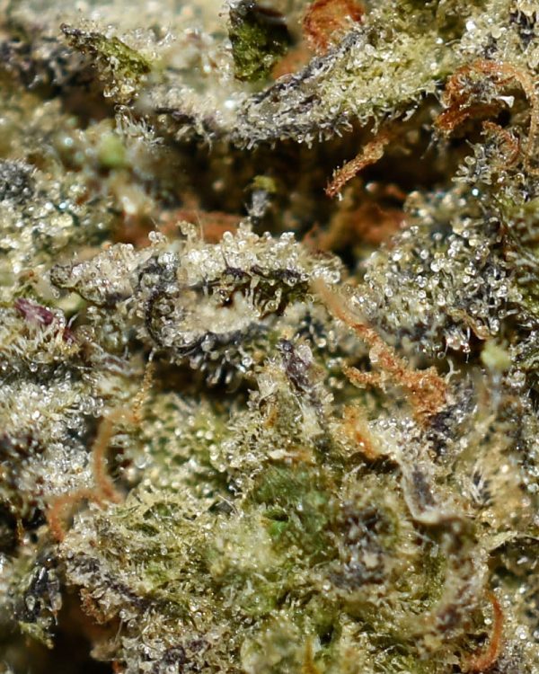 Afghani Kush AA Trichomes