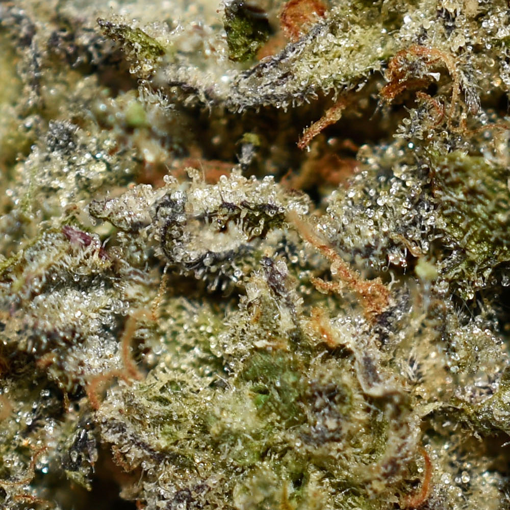 Afghani Kush AA Trichomes