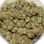 Agent Orange AA Bag