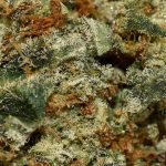 Agent Orange AA Trichomes