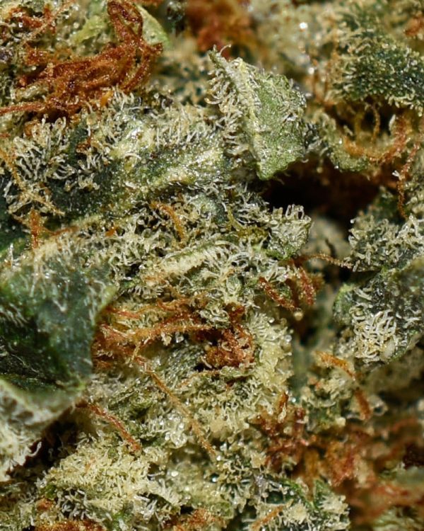 Agent Orange AA Trichomes