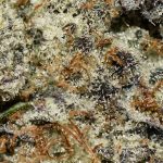 Alaskan Thunder Fuck AAAA+ Trichomes