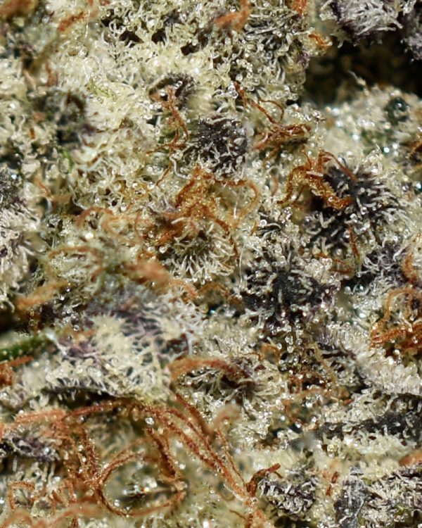 Alaskan Thunder Fuck AAAA+ Trichomes