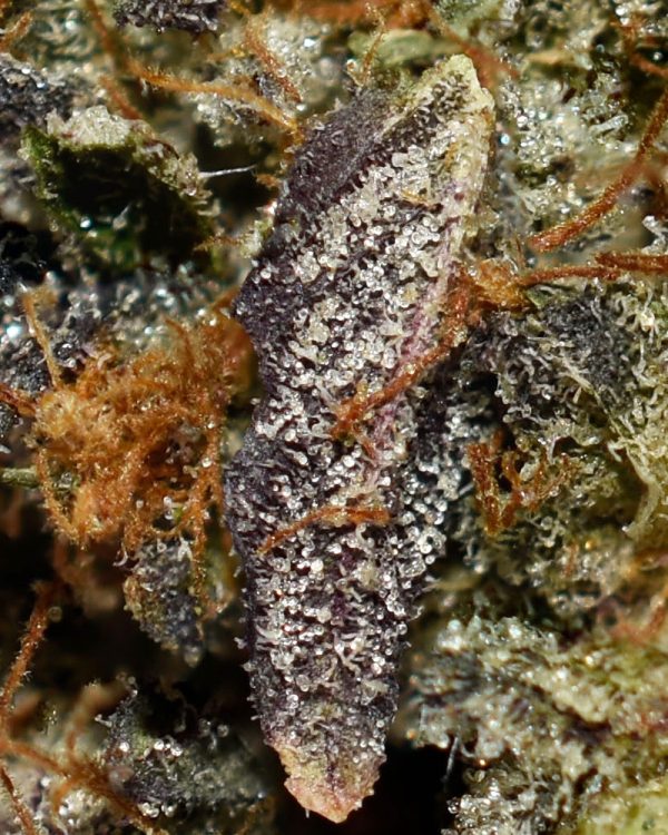 Blueberry Kush AAAA+ Trichomes