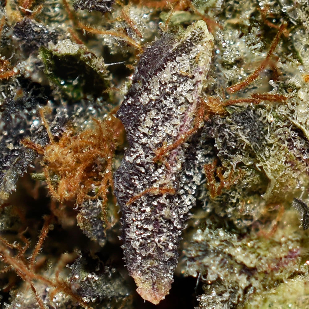 Blueberry Kush AAAA+ Trichomes