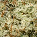 Chemo AA Trichomes