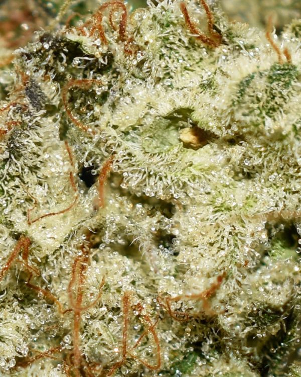 Chemo AA Trichomes