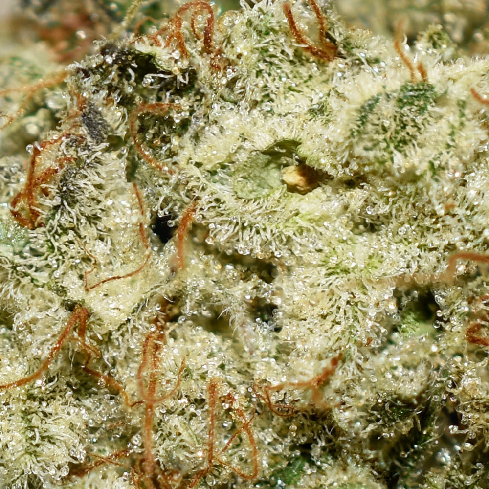 Chemo AA Trichomes