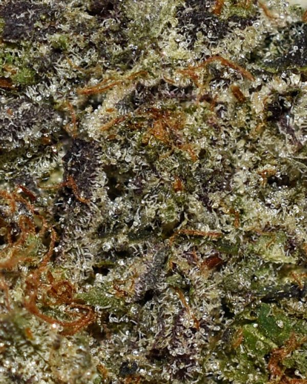 Death Bubba AAAA+ Trichomes