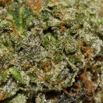 Galactic Death Star AAA Trichomes
