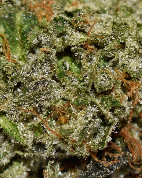 Galactic Death Star AAA Trichomes