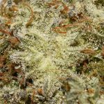 Grease Monkey AA Trichomes