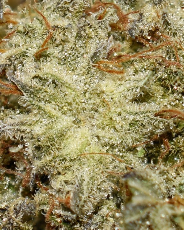 Grease Monkey AA Trichomes