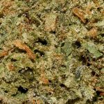 Incredible Hulk AAA Trichomes