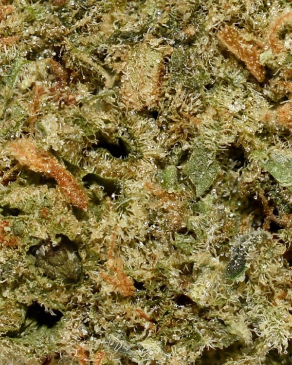 Incredible Hulk AAA Trichomes
