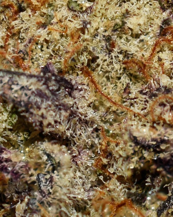 MAC AAAA+ Trichomes