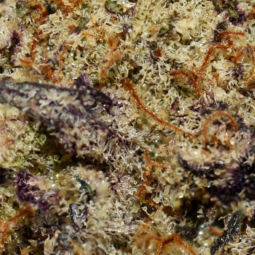 MAC AAAA+ Trichomes