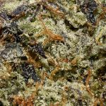 Mike Tyson AAAA+ Trichomes